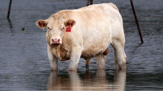 A cow seeks higher ground at Carrara during the recent flood. Picture: NCA NewsWire/Scott Powick