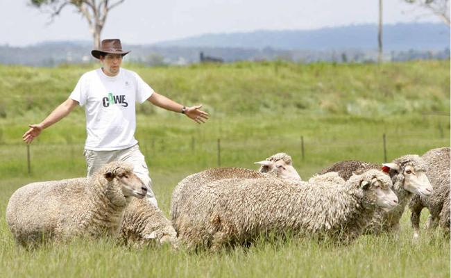 UQ Gatton student Eduardo Santurtun is studying sea sickness in sheep. Picture: David Nielsen