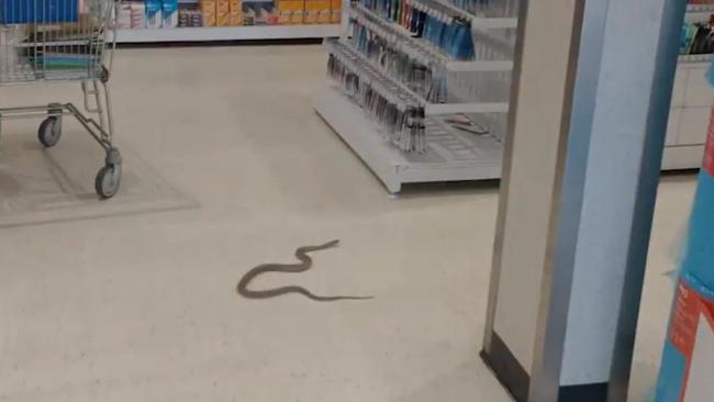 The brown snake at Noarlunga Officeworks on Friday. Picture: NINE News