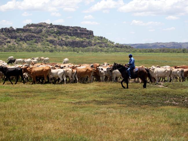 Aboriginal stockman with their cattle on the Gunbalanya flood plains in Arnhem land, Northern Territory