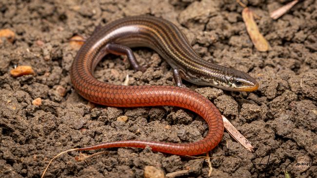 Lyon's Grassland Striped Skink. Photo: Conrad Hoskin