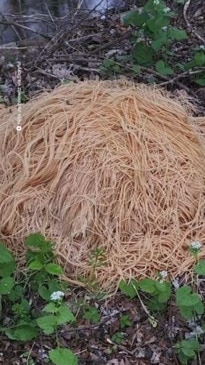 Huge mounds of pasta dumped in New Jersey woods