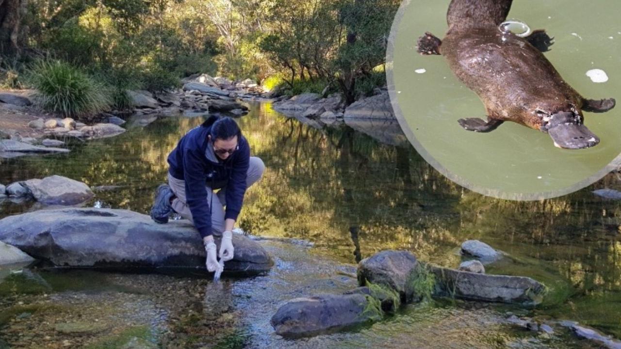 Wildlife Preservation Society of Queensland's Tamielle Brunt takes a platypus DNA sample. Picture: Wildlife Queensland