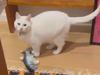 Moment cat ‘predicts’ Melbourne quake