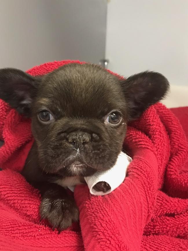 Obi, the 7-week-old French Bulldog puppy had only been in his new home for one day before he became very ill, requiring critical care treatment. Picture: Dr Kate Bruce