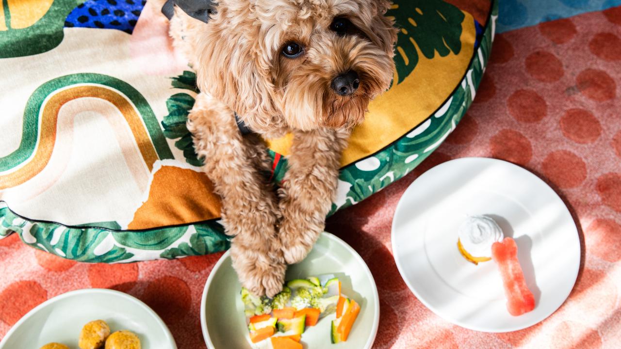 Dog-friendly menus and minibars are available at all QT hotels.