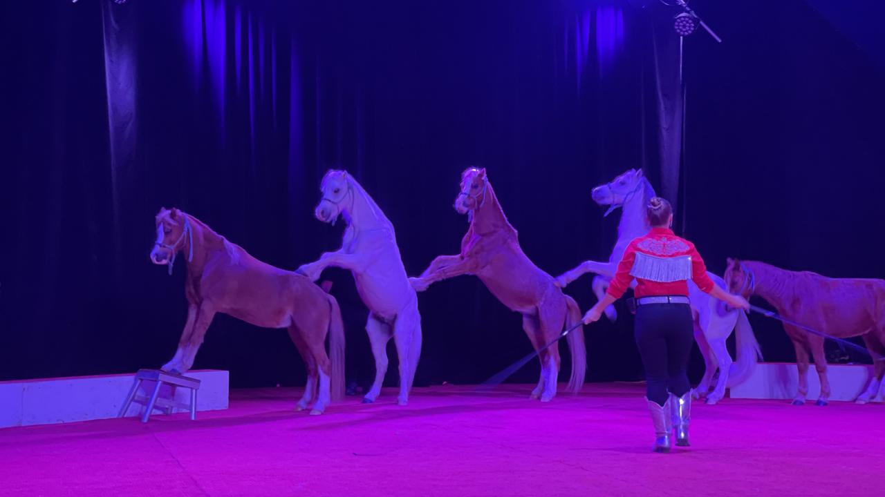 The ponies in the pony act are well trained. Photo: Fergus Gregg