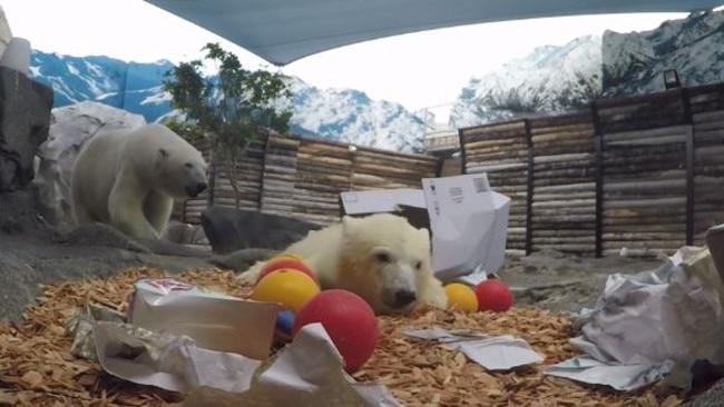 Polar bear cub Mishka and her mum Liya.