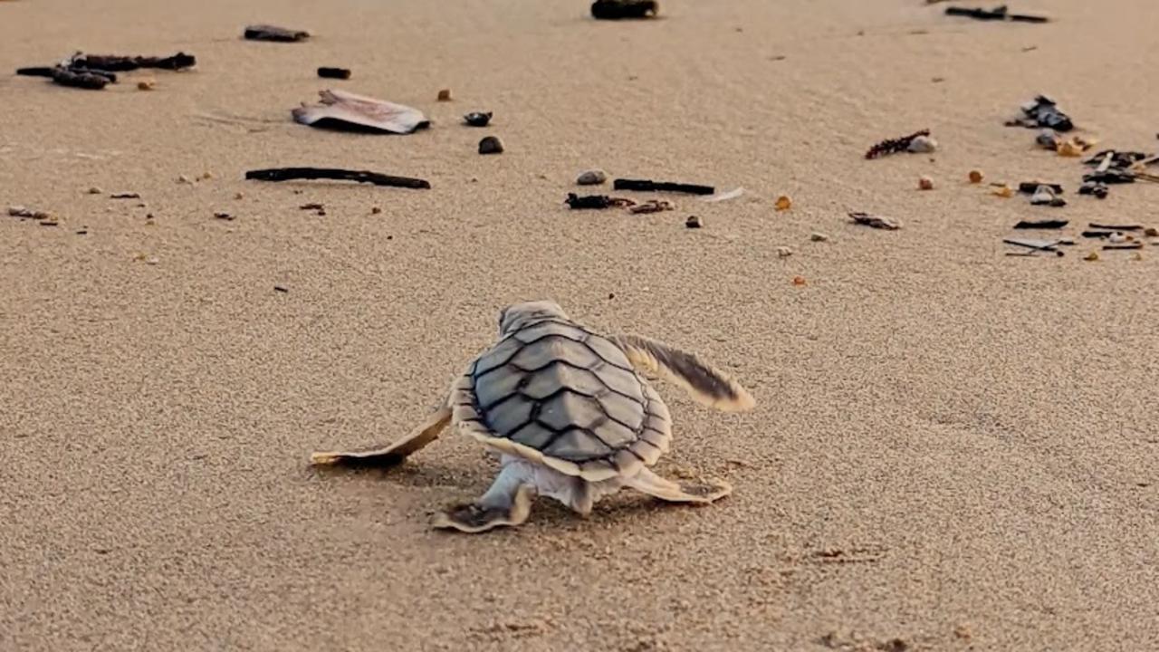 A turtle hatchling on a Mackay beach, Queensland. Turtles are reptiles and are often threatened by hunting and human pollution. Picture: Joely Whiting