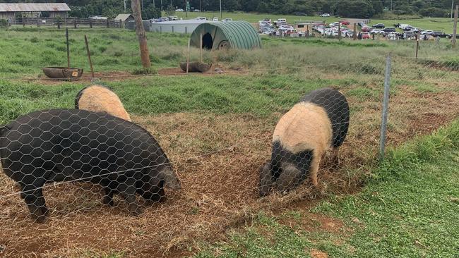 Take the kids along for some fun with farm animals.