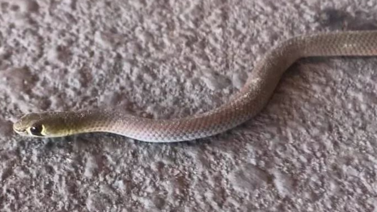 Venomous snake slithers into Manchester woman's driveway