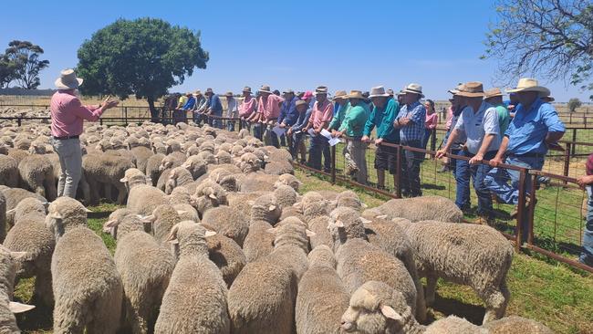 Some of the most well-known and used products for flystrike and lice control in sheep could soon be off the shelves