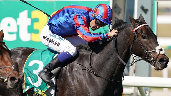 Prince Of Arran will return for another crack at the Melbourne Cup this spring. Picture: AAP