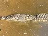 A crocodile Kenrick Tucker saw when walking near the south side pool on December 31, 2023.