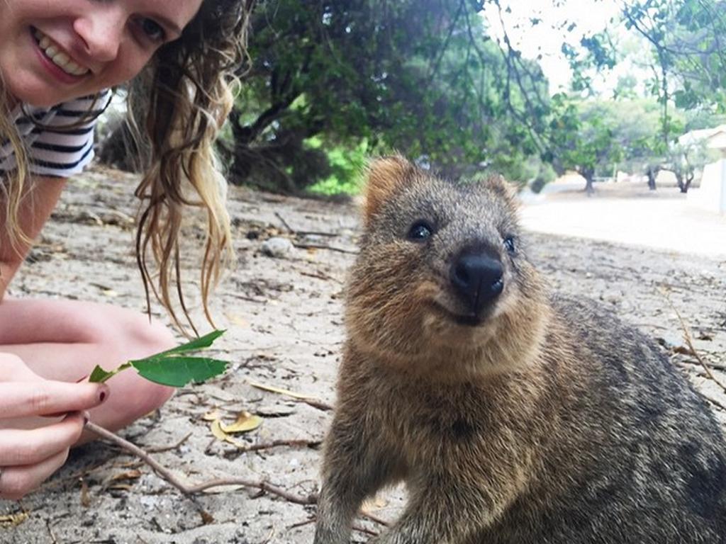 Quokka selfies | Australia's most instagrammable animal