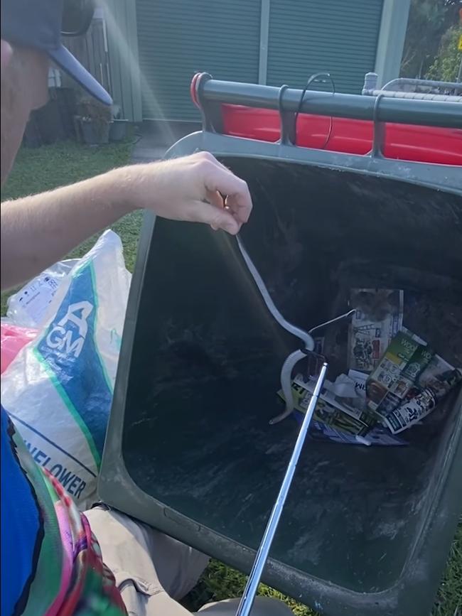 The snake, which was preparing to shed, had burrowed itself beneath piles of rubbish. Picture: Facebook