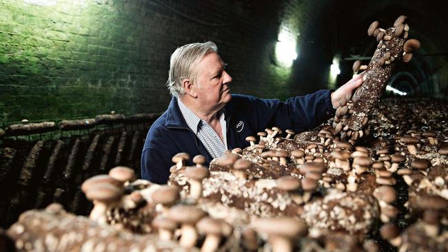 Noel Arrold of Li-Sun Exotic Mushrooms. Picture: Steve Baccon