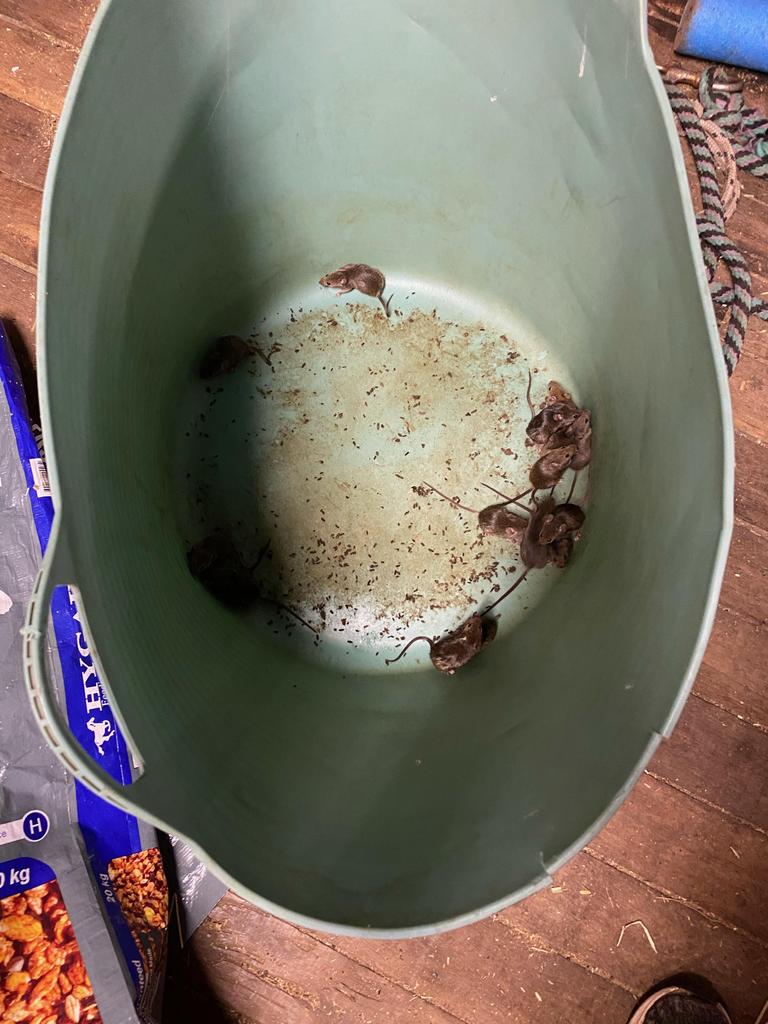 HIDE AND SQUEAK: East Greenmount resident Katie Everingham said she catches dozens of mice a night in a tub she leaves in her feed shed. Photo: Katie Everingham.