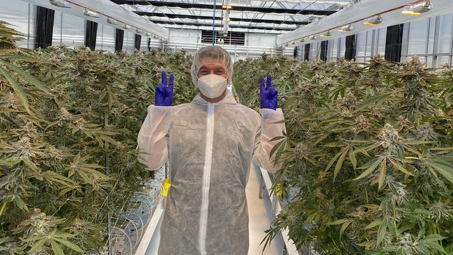 Matt Cantelo in the cannabis greenhouse.