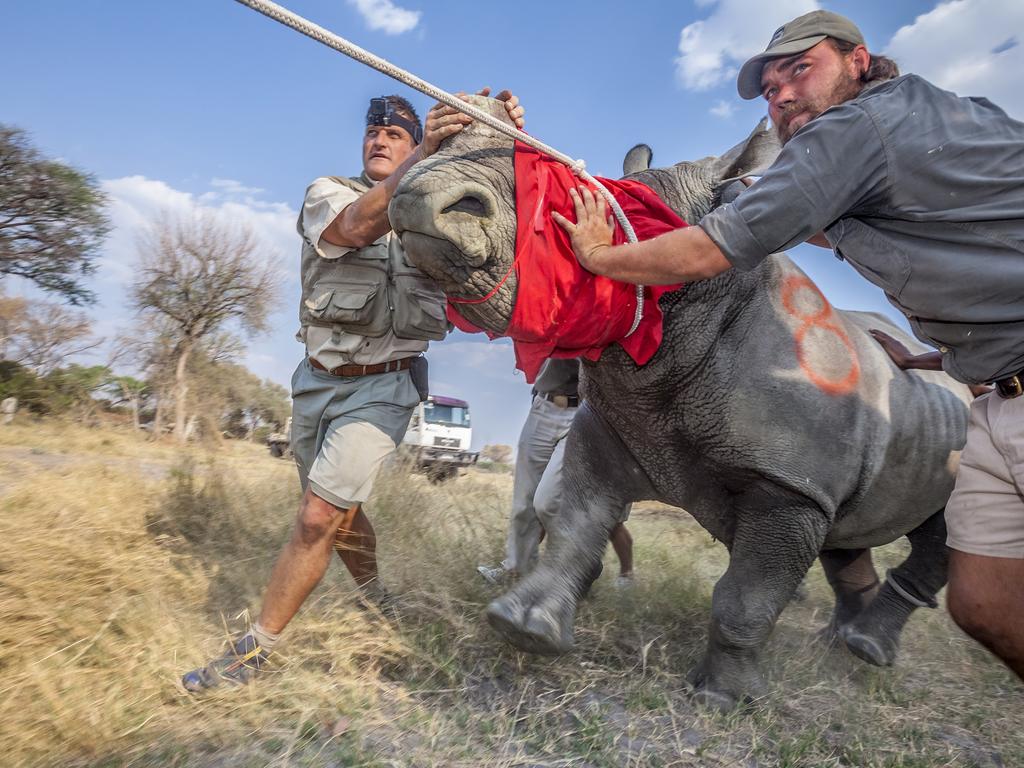 Image Name: Saving a Species Photographer Name: Neil Aldridge Vets and conservationists guide an adult white rhino out of its transport crate and into the wilderness of northern Botswana as part of a translocation operation to restore the country’s lost rhino populations. Botswana is saving rhinos from poaching hotspots in South Africa and re-establishing its own populations of rhinos having seen all of its rhinos wiped out by poaching by 1992. Series Name: The Return of the Rhino Series Description: Rhinos are fighting for survival. Poachers are killing more than three every day to feed the demand for rhino horn in the Far East. All the while, the South African government is championing the consumptive use of rhinos and the legalisation of the trade in horn. But there is hope. This is the story of how Botswana is leading the recovery of rhinos amidst a global poaching crisis by rescuing animals from poaching hotspots in neighbouring countries and translocating them to the Okavango Delta. Botswana is rebuilding the rhino populations it lost to poaching by the early 1990s and is creating an ark-like population capable of restocking parks and reserves that may have lost their rhinos to poaching. To tell this story, I worked alongside the Rhino Conservation Botswana team, I visited rhino orphanages, I met poaching survivors and tracked with the incredible people working tirelessly to keep rhinos safe. Picture: Neil Aldridge, South Africa, Shortlist, Professional, Natural World  Wildlife (2018 Professional competition), 2018 Sony World Photography Awards