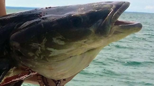 Jamie Kokles-Ridgway with a nice cobia caught at Nhulunbuy