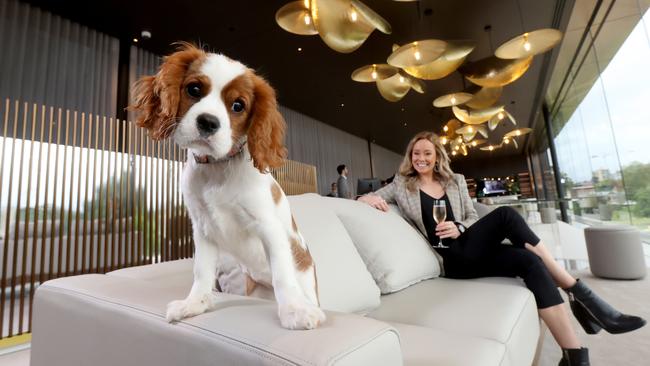 Charli the dog at the Adelaide Oval Hotel in September. Picture: NCA NewsWire/Kelly Barnes