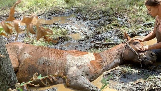 Macclesfield CFA brigade help rescue a horse in Beechworth.