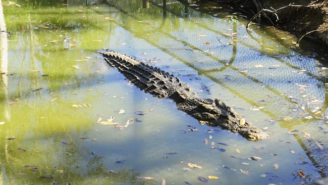 Living with crocs in North Queensland | Townsville Bulletin