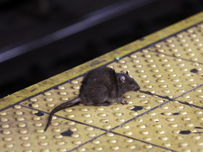 When the subway was hit by a crisis of delays and cancellations last summer, passengers resorted to walking through the dark, rat-infested tunnels. Picture: AP Photo/Richard Drew