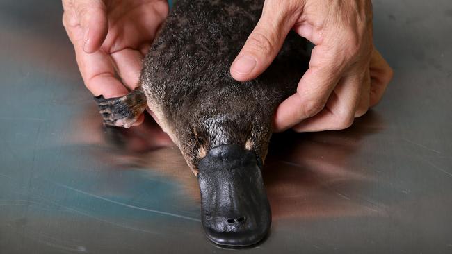 Sick Platypus From Cairns Killed By Pneumonia 