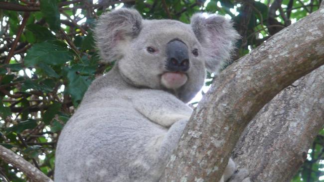 Koalas on St Bees Island, central Queensland. Picture: Alistair Melzer