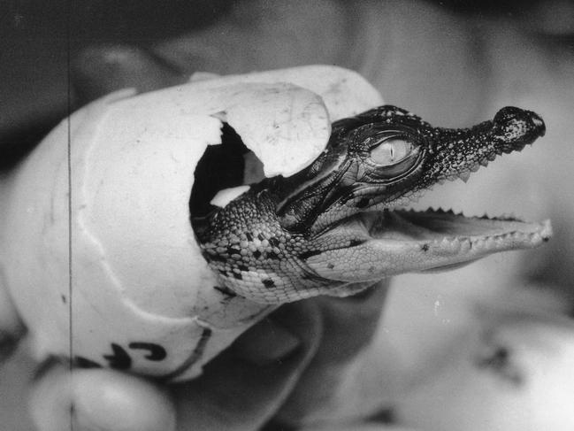 Darwin Crocodile Farm records a bumper harvest of more than 2000 baby crocodile hatchlings in 1993. Two-thirds of the hatchlings were born from captive parents, with the rest taken as eggs from the wild. Picture: News Corp Australia