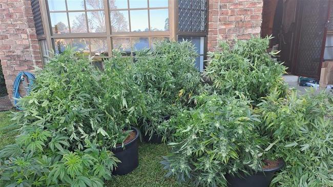 NSW Police state officers found 181 cannabis plants and 17kg of cannabis.