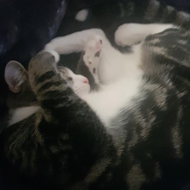 This is Sepultura. He is 7-months-old. Picture: Emily