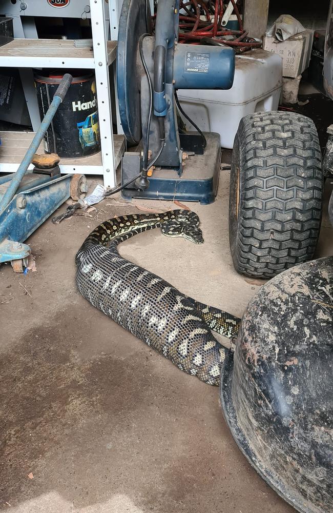 This photo of a python digesting a big feed has gone viral on social media. Picture: Sunshine Coast Snake Catchers 24/7.