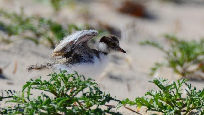 A hooded plover chick. Picture: Sue and Ash Read