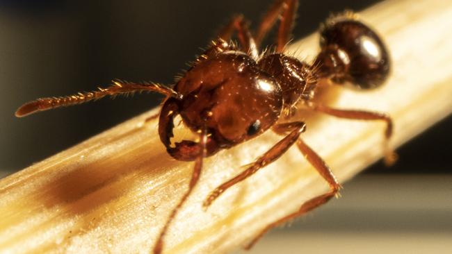 A close-up of a fire ant.