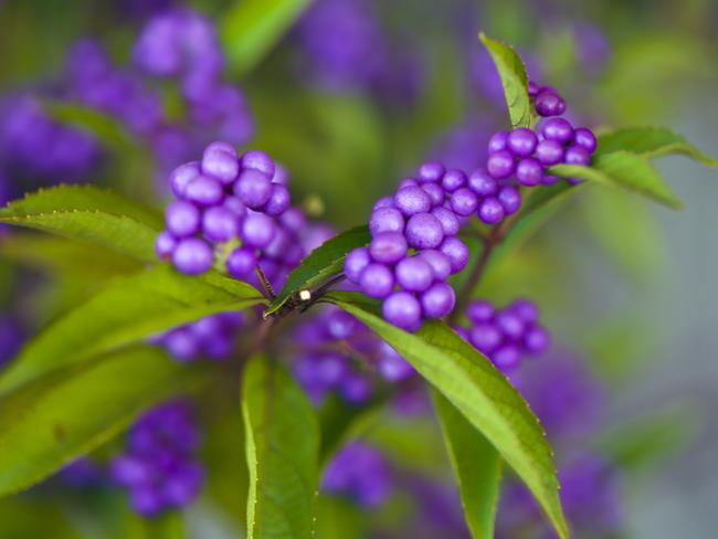 Gorgeous: <i>Callicarpa </i>berries. Picture: Getty Images