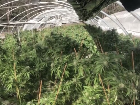 Three men have been charged after cannabis worth $8.6 million was allegedly found growing at a rural property in the Southern Tablelands. Picture: NSW Police. 