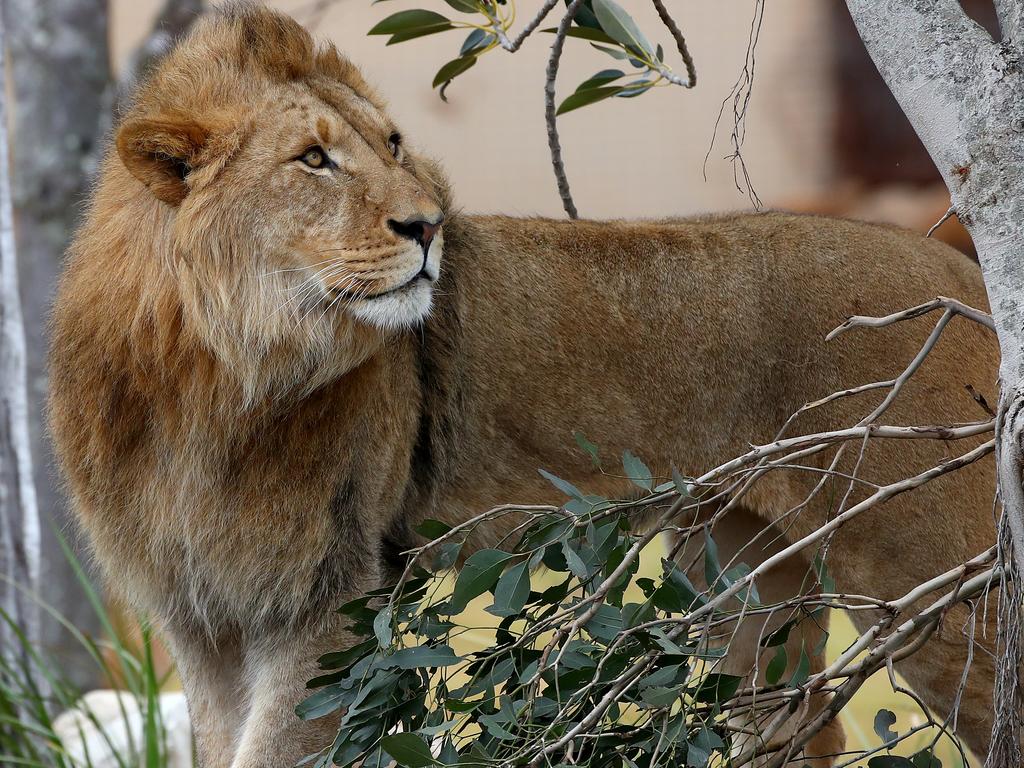 First look at the lion and cheetah enclosures inside Sydney Zoo in Bungarribee in Sydney's west, the first zoo to open in Sydney in over 100 years. Four lion siblings brought in from Taronga Western Plains Zoo in Dubbo get familiar with their new surroundings. Brothers Karoo, Virunga, Sheru and Bakari make themselves comfortable. Picture: Toby Zerna