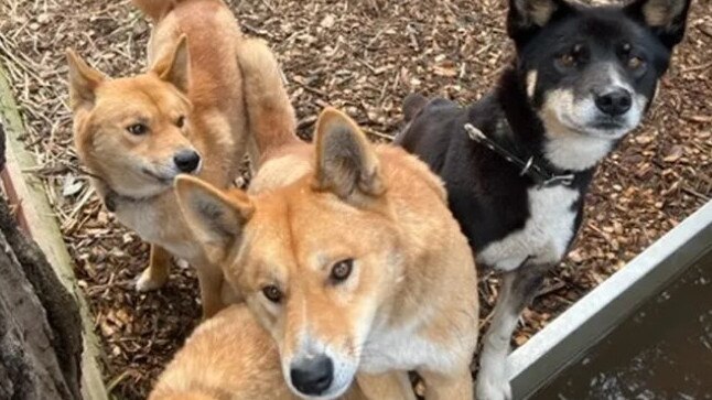 Dingoes at the Jirrahlinga Dingo Conservation and Wildlife Centre in Chewton.