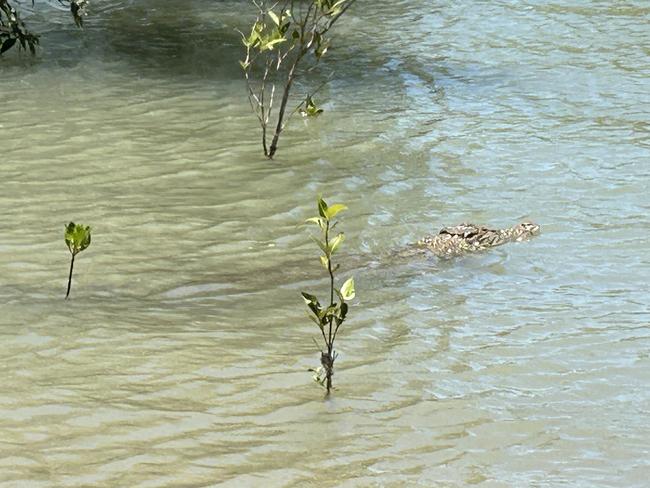 ‘Extremely disturbing’ behaviour: Warning issued after 1.8m croc video surfaces