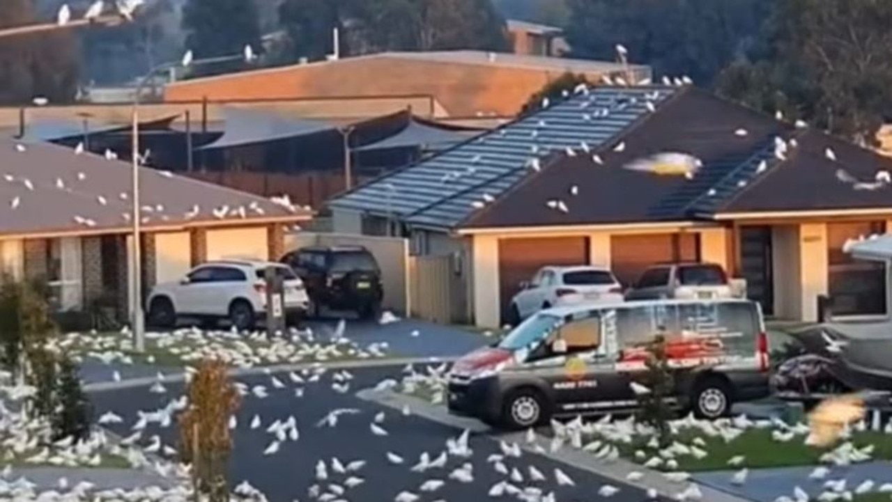 Hundreds of corellas flocked to a south coast street. Picture: TikTok