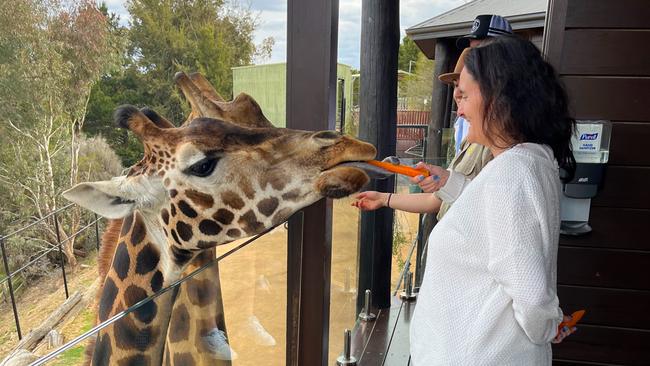 Feeding giraffes from the balcony at Jamala Wildlife Lodge.