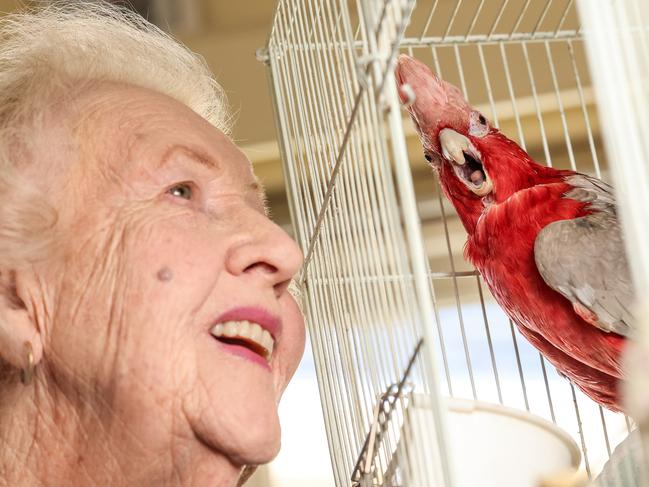 NEWS ADVMissing GalahMaureen and her Galah.20 years ago Maureen lost her beloved pet galah and after putting out flyers was reunited with it several days later. However, the galah wasn't her missing pet but another and no other missing notices had been put out. Image/Russell Millard Photography