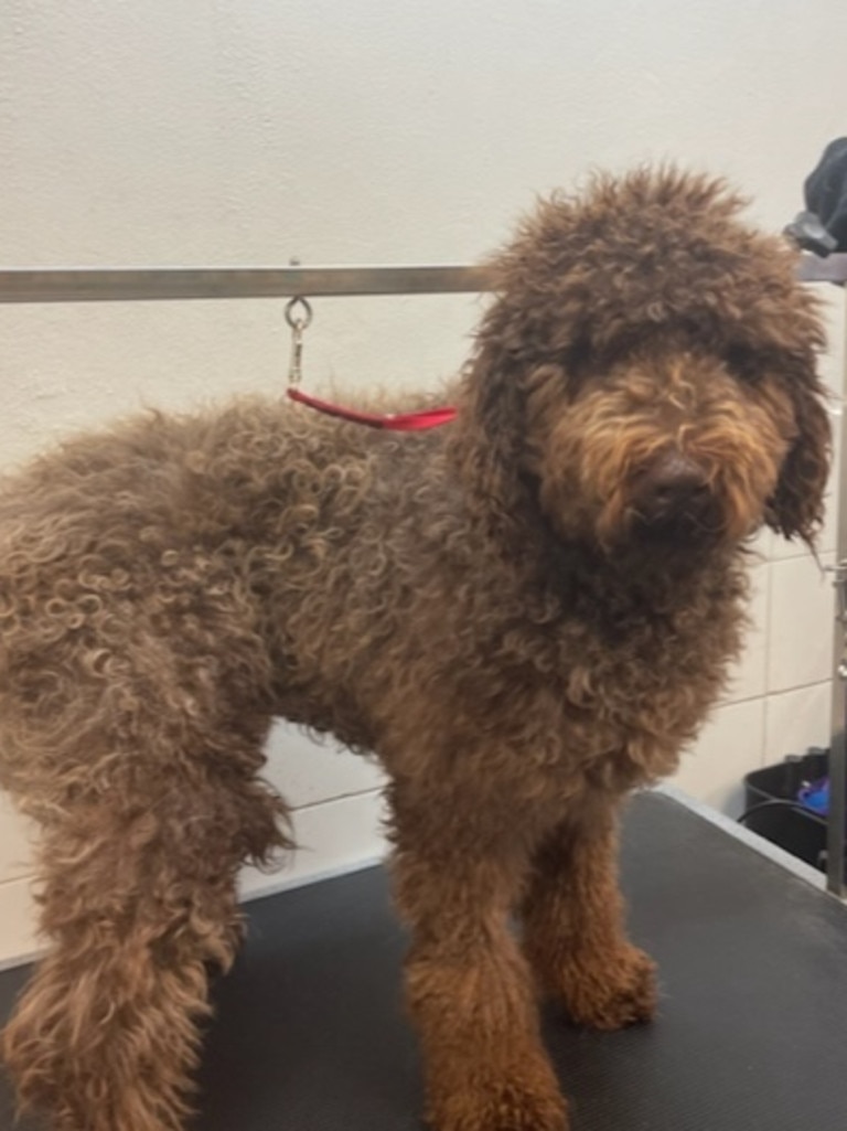 Cute dog getting groomed. Source: Supplied