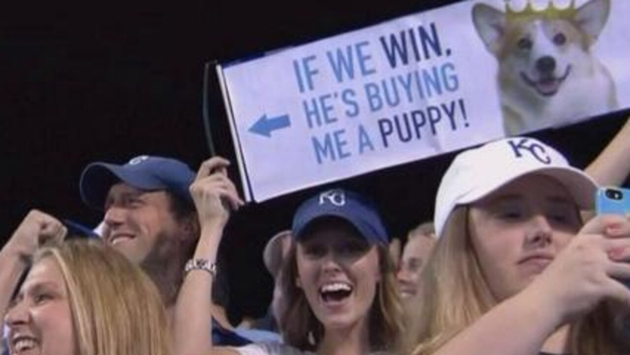 Kansas City Royals on X: What's better than players and puppies?  #NationalPuppyDay  / X