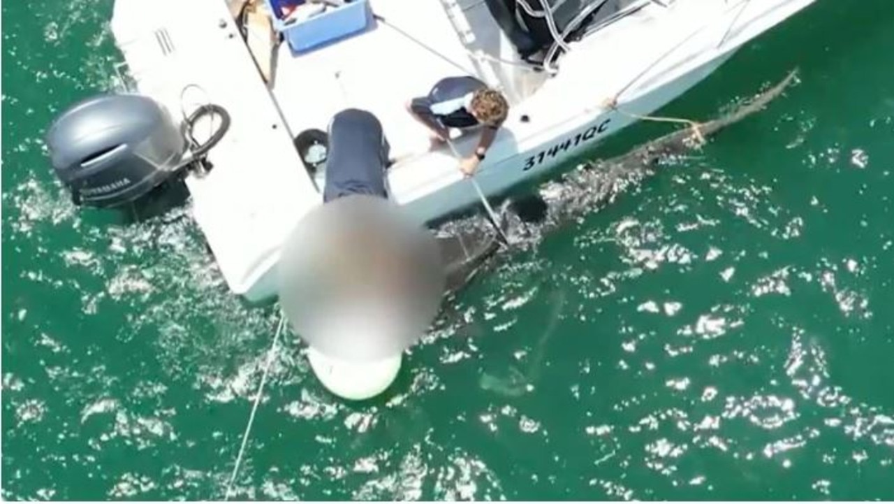 A shark caught on a drum line off Kings Beach in Caloundra was caught on camera being brutally stabbed to death. Photo: Supplied