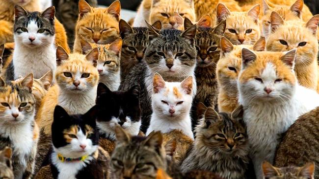 Cat Island: Yes, this is a real place