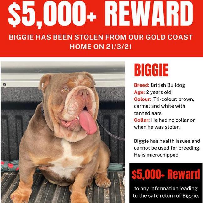 An online campaign has generated a search across south east Queensland for missing Biggie. Pic: Bring Biggie Home